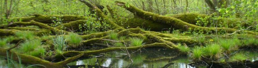 Lac De Madine Et Tangs De Pannes R Seau Des Sites Natura Du