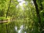 Forêt alluviale (Manonville)  ©pnrl/j.dao