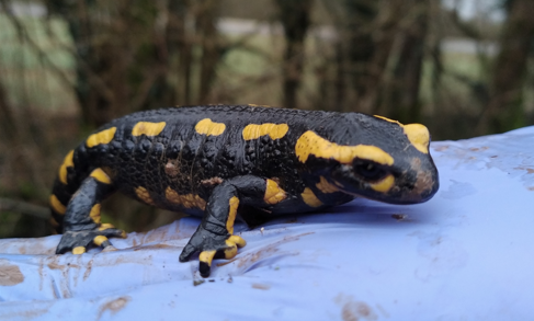 Salamandre tachetée - Apremont-la-Forêt (55)